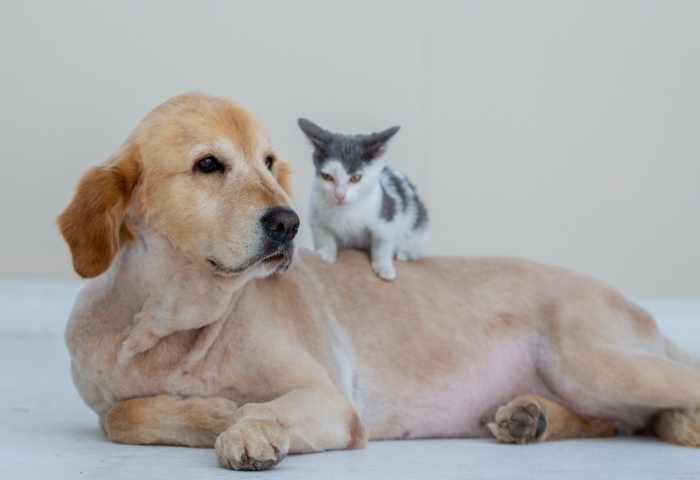 養(yǎng)寵物家庭如何保障室內(nèi)清潔？